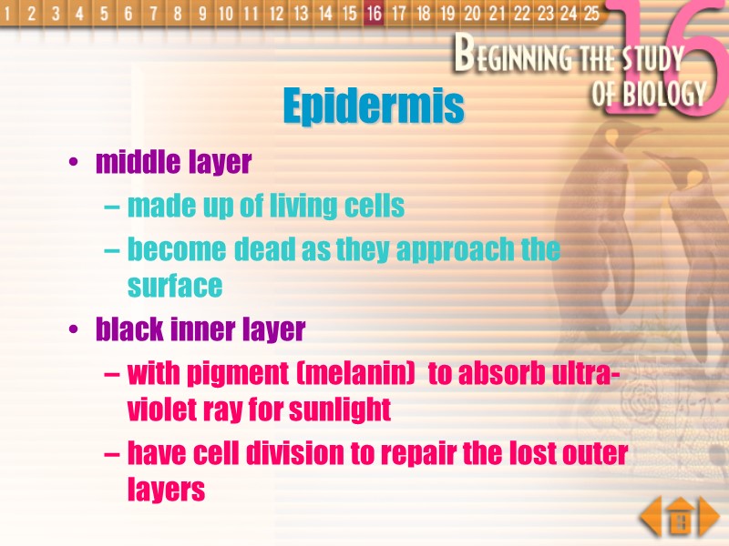 middle layer made up of living cells become dead as they approach the surface